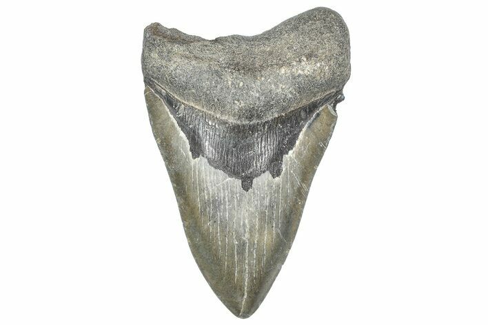 Fossil Megalodon Tooth - Georgia #338692